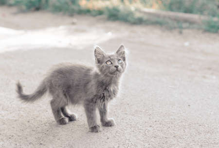 homeless fluffy gray kitten stand on the street and looks upの写真素材