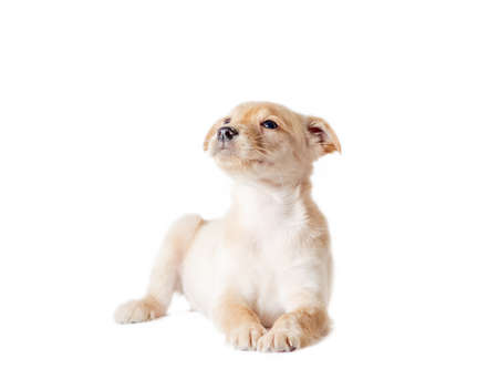 golden mongrel puppy lies on a white background and looks upの写真素材