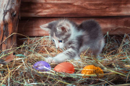 easter hunt little tricolor kitten in a chicken coop with colorful eggsの写真素材