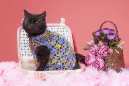 adult black cat in suitcase on a pink background with flowersの写真素材