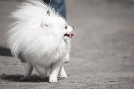 White Spitz breed dog for a walk on the city street close upの写真素材