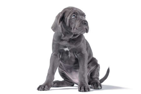 black cane corso puppy looking up on a white background isolatedの写真素材