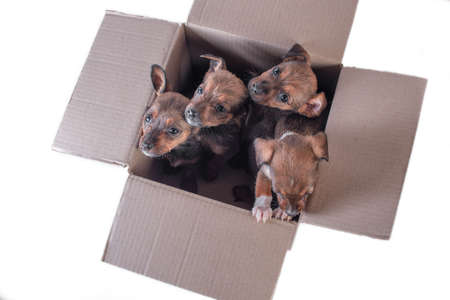 flat lay with four outbred puppies in a cardboard box on a white backgroundの写真素材