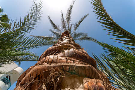 bottom view of palm leaves against blue sky in egyptの写真素材