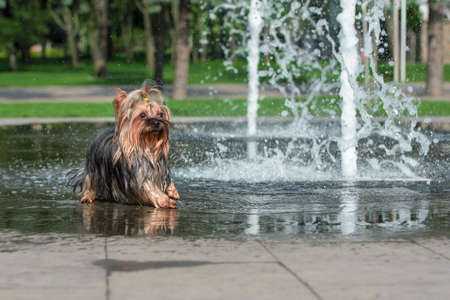 summer heat wet yorkshire terrier bathes in a pedestrian fountainの写真素材