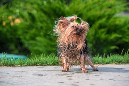 summer heat wet yorkshire terrier shakes-down at parkの写真素材