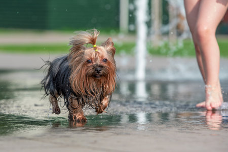 summer heat wet yorkshire terrier bathes in a pedestrian fountainの写真素材