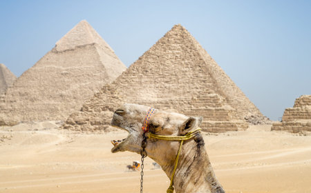 portrait of a camel head close-up against the background of the Cheops pyramid in Giza Egypt without peopleの写真素材