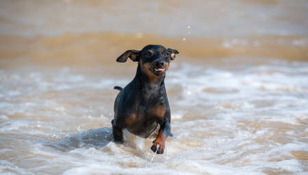 one scared puppy doberman dog swims in muddy water during a floodの写真素材