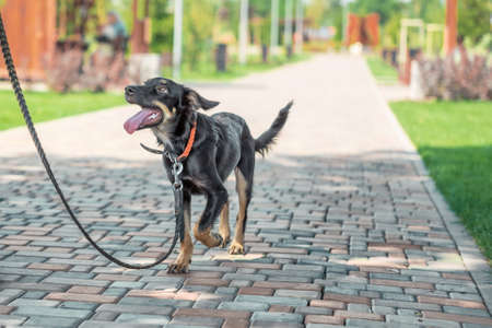 mongrel puppy walks in the park on a leash in summer dayの写真素材