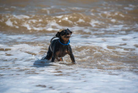 one scared puppy doberman dog swims in muddy water during a floodの写真素材