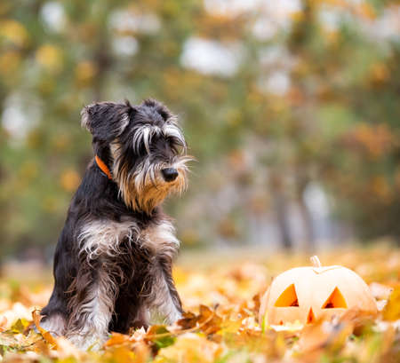 little schnauzer dog in the park with pumpkin head halloween close upの写真素材