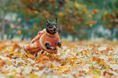 small pinscher dog in a dress runs in the park without people in the autumn afternoonの写真素材