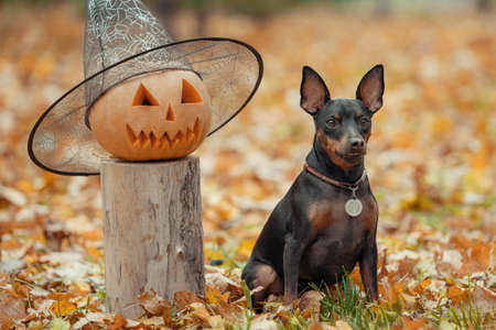 little pinscher dog in the park with pumpkin head halloween close upの写真素材