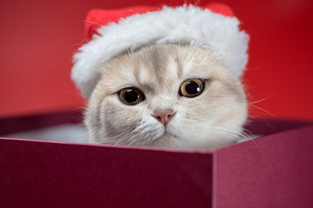 christmas silver british shorthair cat in santa hat in burgundy box on red backgroundの写真素材