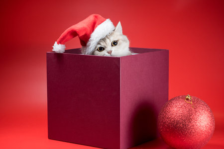 christmas silver british shorthair cat in santa hat in burgundy box on red backgroundの写真素材