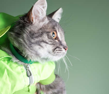 portrait of a gray cat in a green jacket close upの写真素材