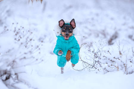 adult dog breed miniature pinscher for a walk running in the snow in winterの写真素材
