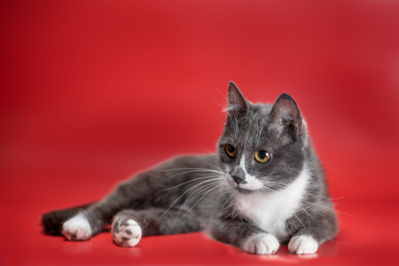 silver-and-white outbred cat lying on a red background
