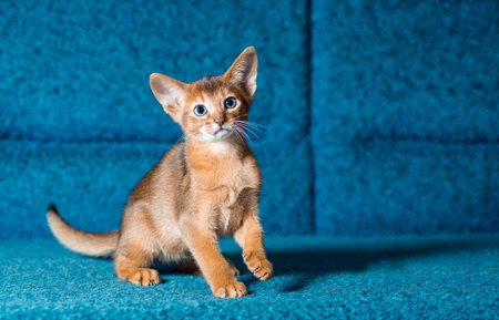 Red Abyssinian kitten playing on a blue sofa with one paw upの写真素材