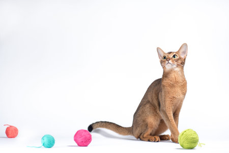 adult ginger abyssinian cat playing with a ball of yarn on a white backgroundの写真素材