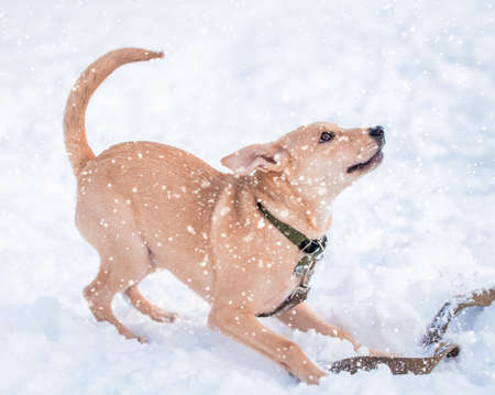 mongrel fawn puppy inviting to play in snow in winterの写真素材