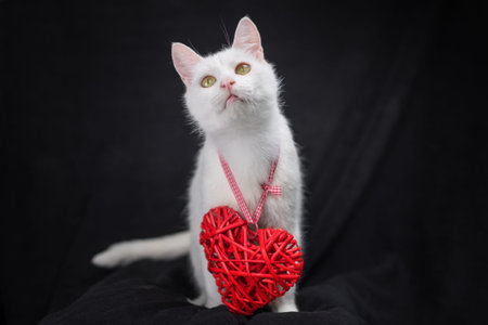 valentine's day mongrel cat and red heart on a soft black backgroundの写真素材