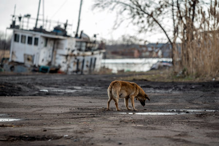 stray dog drinks water from a puddle near a damaged ship war in Ukraine with Russiaの写真素材