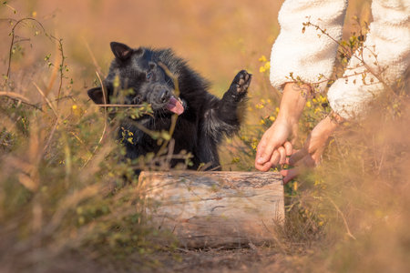black schipperke puppy plays with the hands of the owner dressed in a white coatの写真素材