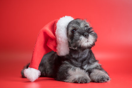 Christmas and New Year miniature Schnauzer puppy in a Santa hat lies on a red backgroundの写真素材