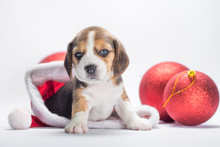 little beagle puppy is sitting in a big Santa hat next to two Christmas balls on a white backgroundの写真素材