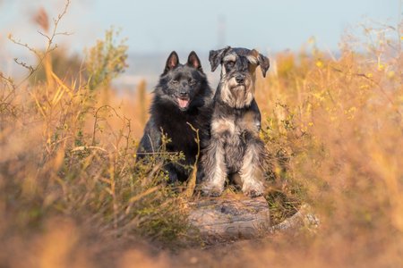decorative dog breeds schipperke and Miniature Schnauzer stand with their front paws on a log at...