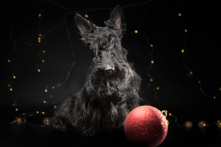 adult dog of the Scotch terrier breed with a New Year's decor and big red ball on a black backgroundの写真素材