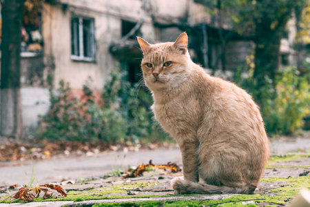 disgruntled red-haired adult cat in the courtyard of a burned-down multi-storey building in Mariupolの写真素材