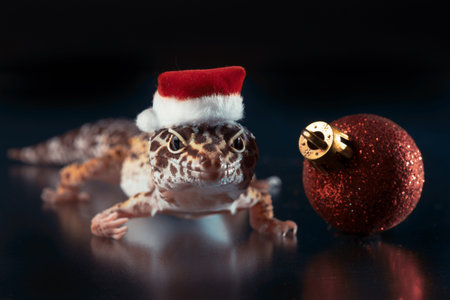 spotted lizard eublefar in a Santa hat on a black background with a small red Christmas ball