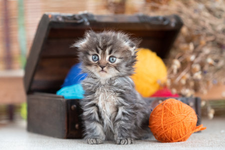 scottish fold purebred tabby kitten near decorative dower chest with multicolored balls of wool on a rustic backgroundの写真素材