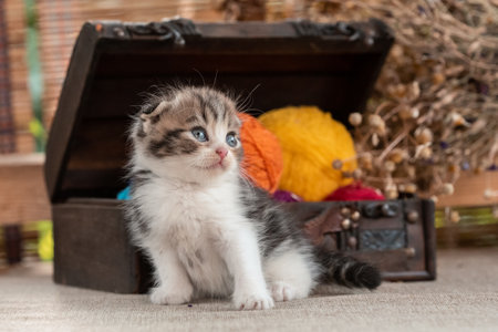 scottish fold purebred tabby kitten near decorative dower chest with multicolored balls of wool on a rustic backgroundの写真素材