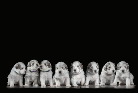 two white puppies of the South Russian Shepherd breed are sitting on a black mirror backgroundの写真素材
