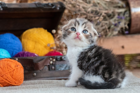 scottish fold purebred tabby kitten near decorative dower chest with multicolored balls of wool on a rustic backgroundの写真素材