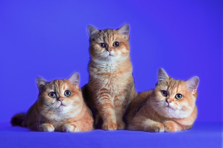 three red-haired cute British shorthair kittens on a blue backgroundの写真素材