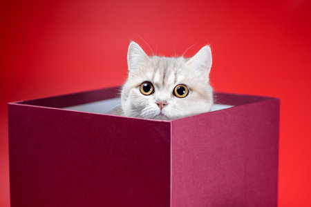 frightened British shorthair cat sits in a burgundy box on a red backgroundの写真素材