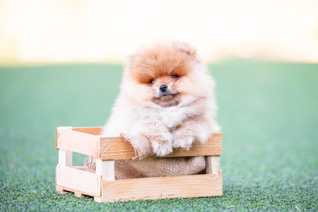 fluffy Pomeranian puppy sits in a wooden box on artificial grassの写真素材
