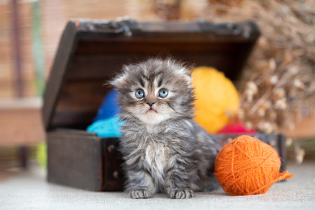 scottish fold purebred tabby kitten near decorative dower chest with multicolored balls of wool on a rustic backgroundの写真素材