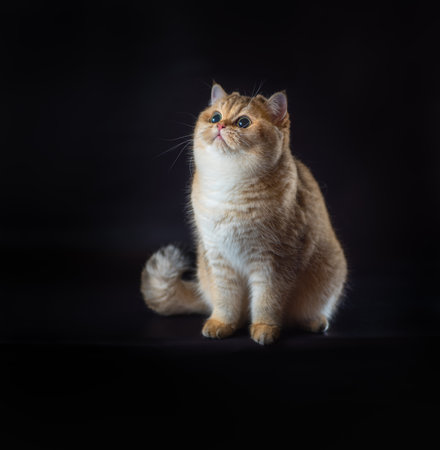 purebred british shorthair cat sitting on a black backgroundの写真素材