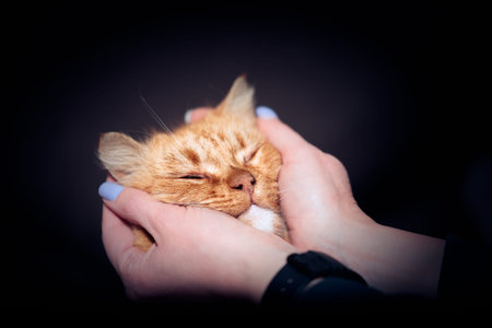 muzzle of adult red mongrel cat in female hands with a blue manicure on a dark backgroundの写真素材