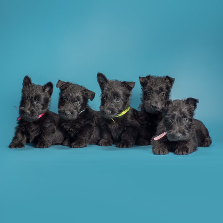 five small black scotch terrier breed puppies on a blue backgroundの写真素材