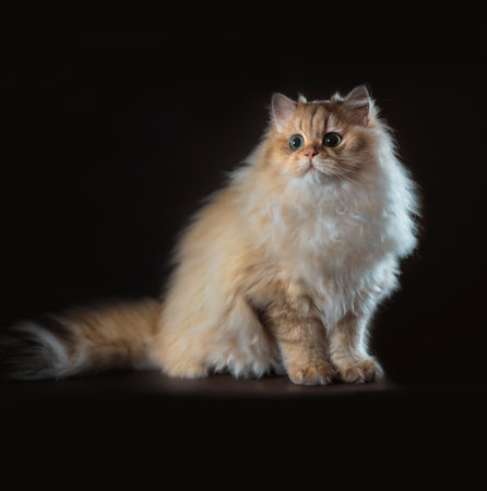 fluffy purebred british long-haired cat sitting on a black backgroundの写真素材