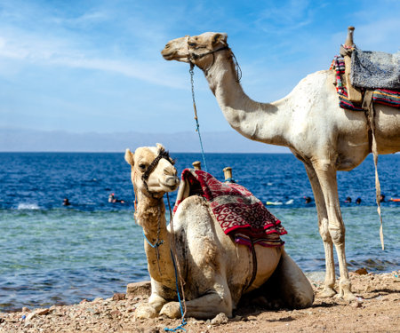two camels rest near the shore of the Red Sea in Egyptの写真素材