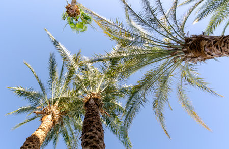 tropical background fresh palm tree branches bottom viewの写真素材