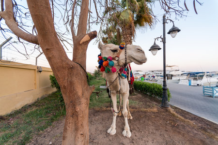 one camel on the street near the Red Sea embankment in Egyptの写真素材